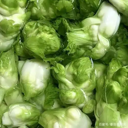 角儿菜,让我才下心头,却上眉梢,没了它,乡愁将无处安放