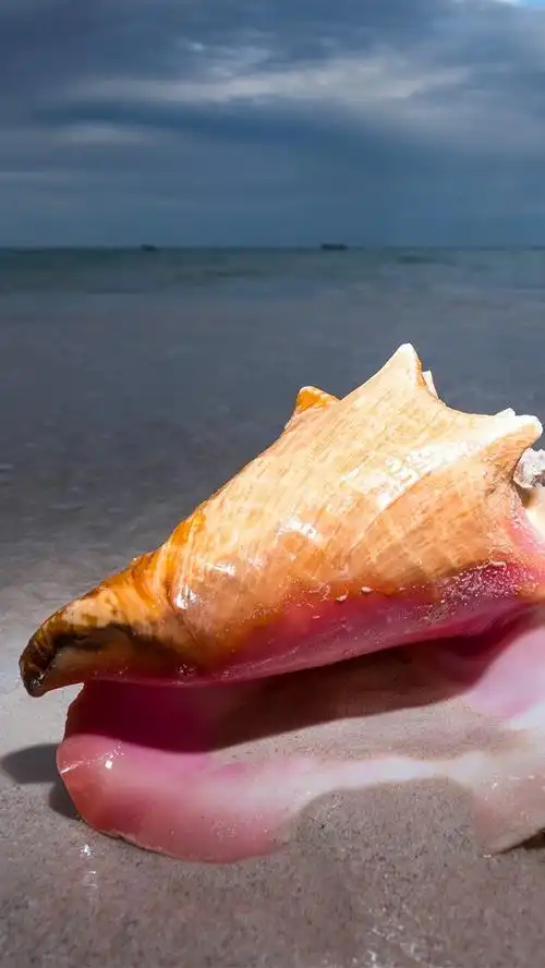 贝壳,沙滩,大海,傍晚 4k