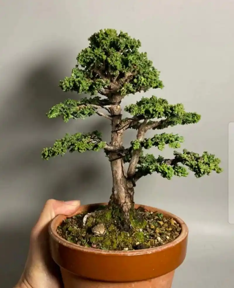 石化桧 石化桧 日本石化桧 一颗自然 不做作 大树型的石化桧 带点自己