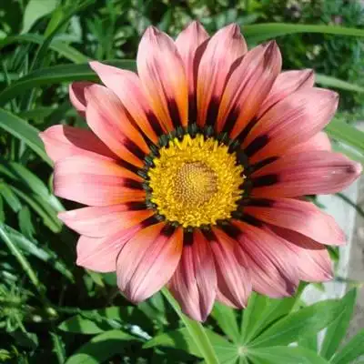 适合女人的花朵头像,高清好看女人微信头像花朵图片_植物头像_头像屋