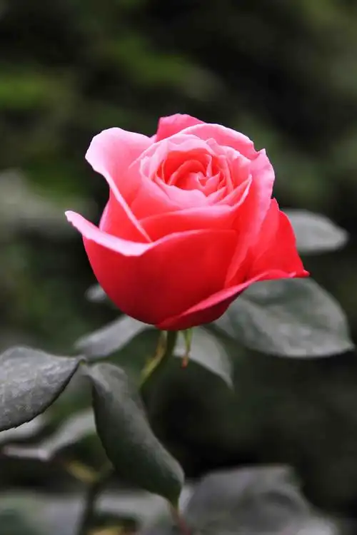 玫瑰花--红的似火,粉的似霞,美的仙