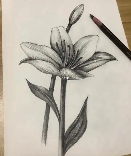 素描百合花
