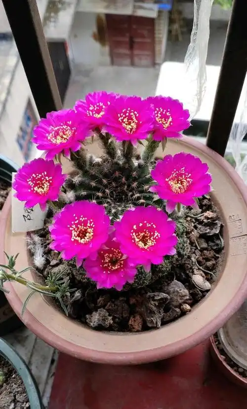 喜欢养仙人球就选阳春丸颜值高好打理每年开花好多次