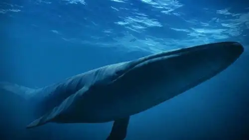 蓝鲸游戏是如何让青少年心甘情愿去自杀的?