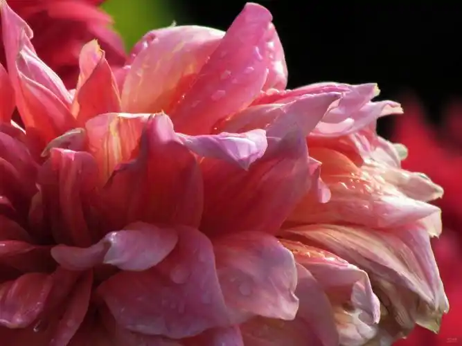 柔媚大丽花图片鲜花花的特写大丽花