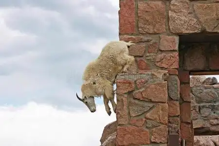 跳山羊照片