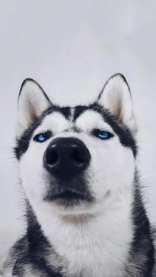 狗狗搞笑手机壁纸高清