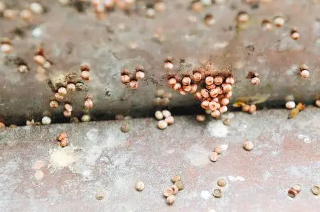 霸王蛾的卵.(李欣/摄)