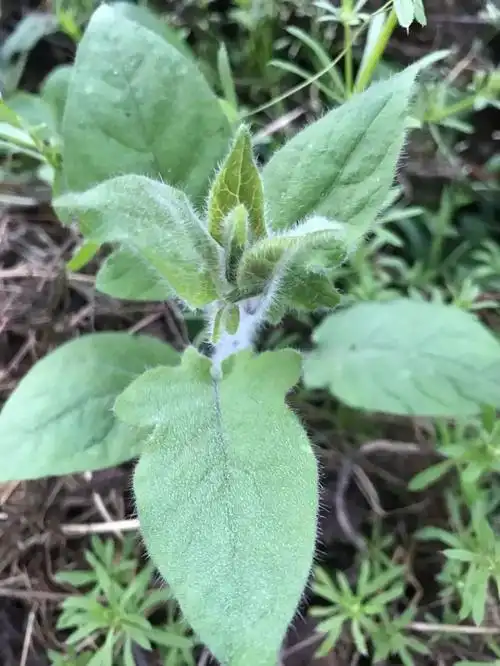 一味解毒消肿药:排风藤