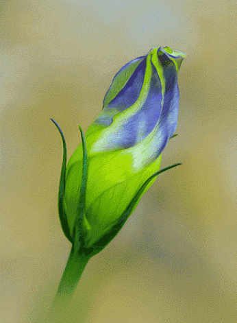 闪--火动图gif--1