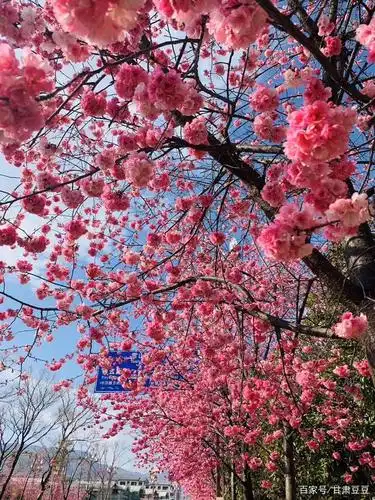 三月到处是花的海洋,处在鲜花美景中被陶醉,真享受