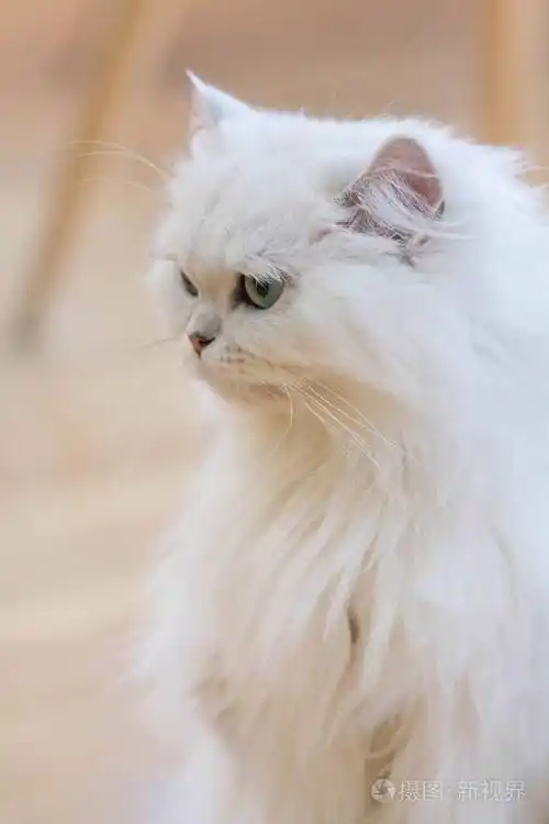 可爱的白色波斯猫照片-正版商用图片0tk8fa-摄图新视界