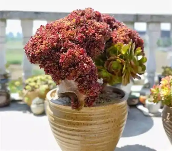 惊艳绝伦的多肉法师如玫瑰般一朵朵含苞待放