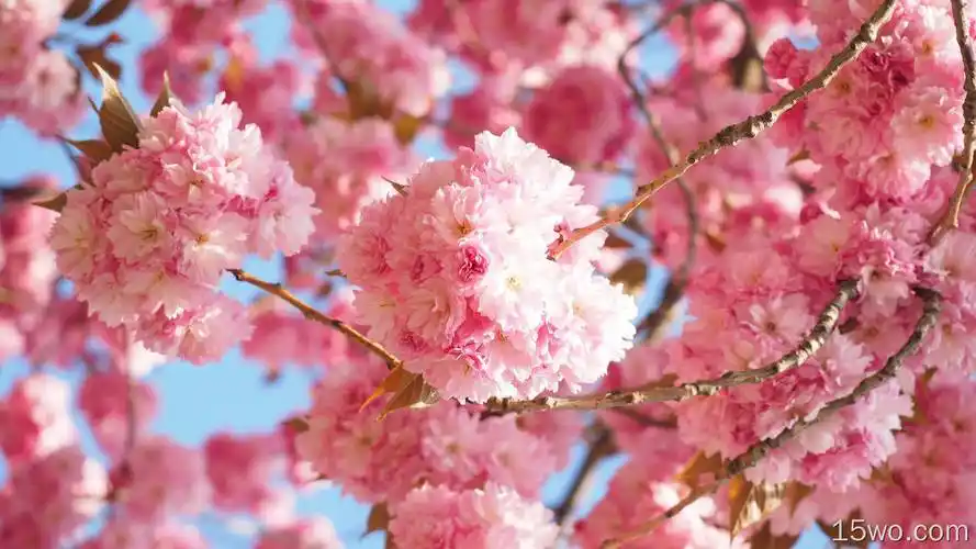 自然sakura 花簇 春季 高清壁纸 3840x2400壁纸 风景建筑壁纸 quxga-w