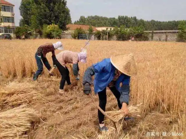 收麦子—80后农村孩子对童年夏天最深的记忆
