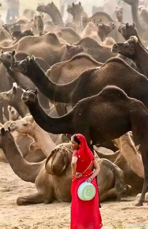 今天,世界上几乎所有的骆驼都是家畜.