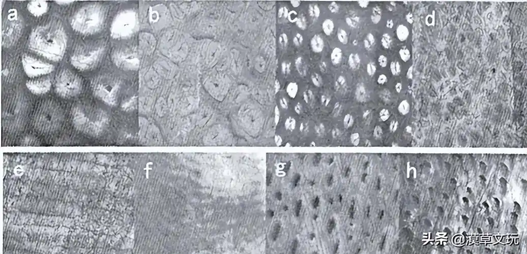 罕见真假犀角放大100倍对比图