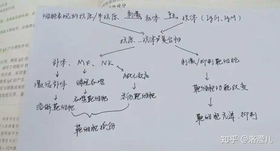 医学免疫学复习3超敏反应