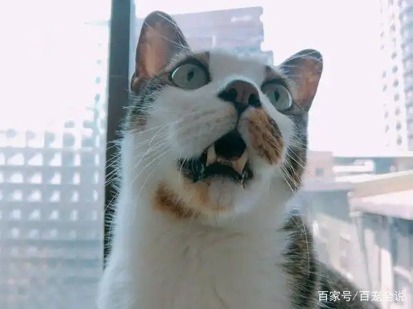 如果猫咪是用普通的喵叫声回应你,表示它觉得「虽然你发出奇怪声音吓