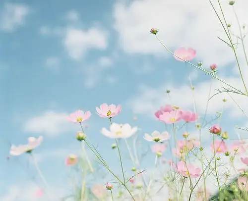 摄影 文艺 胶片 旅行 生活 写真 壁纸 人像 日系 森系 清新 日本 封面