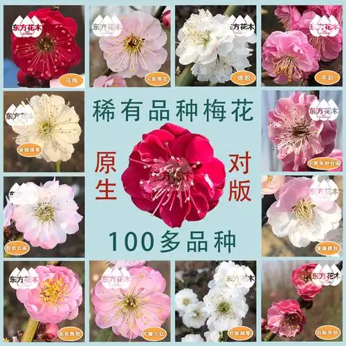 原生丰后梅花稀有名贵品种实生树苗盆地绿植花卉