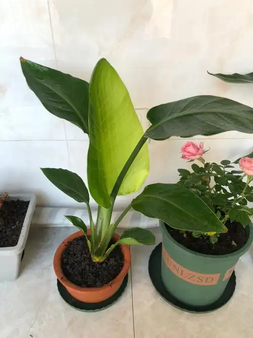 天堂鸟长新叶了