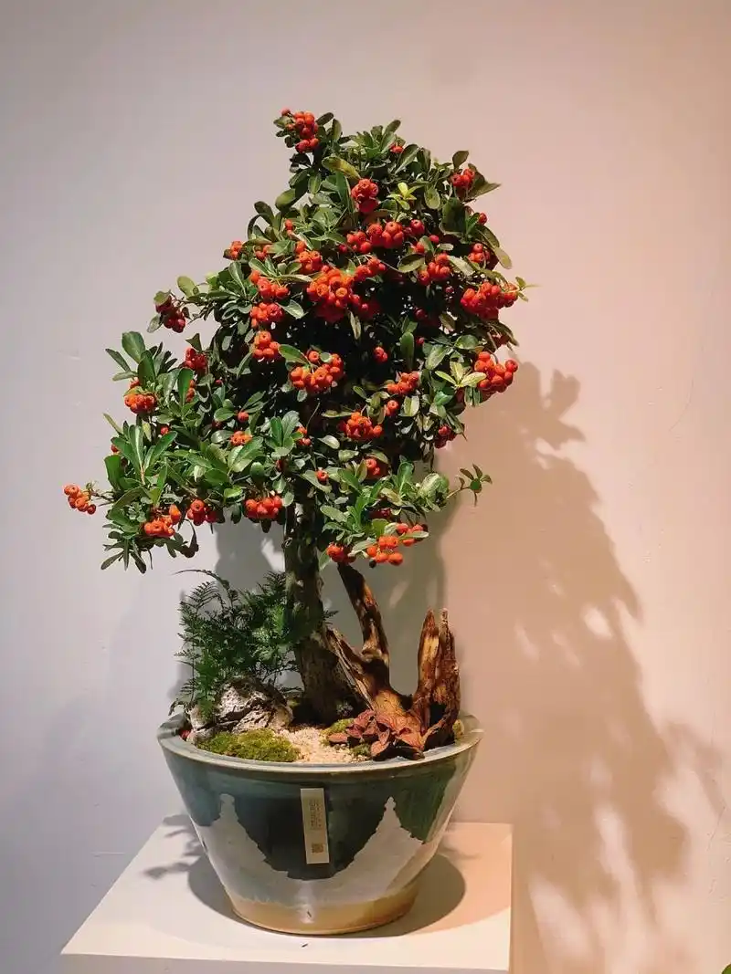 火棘果盆景