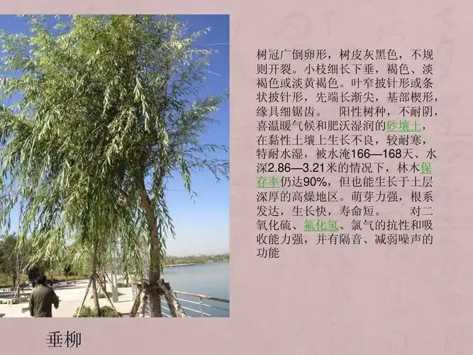 新疆植物简介ppt