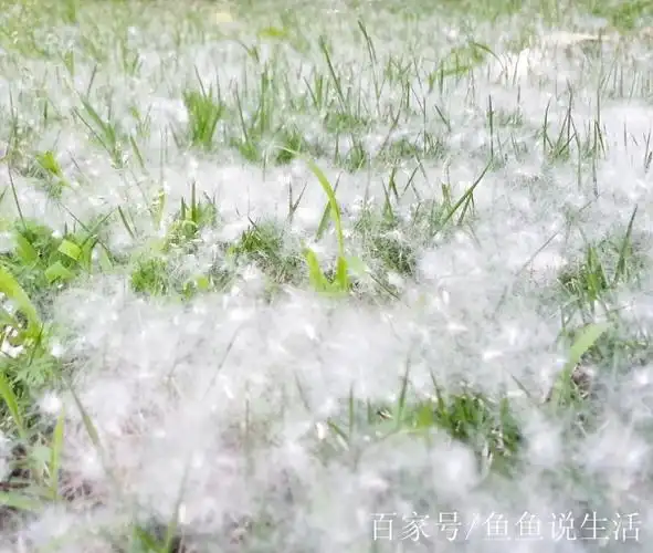 7城杨絮柳絮满天飞,网友互相调侃:你那里"下雪"了吗?