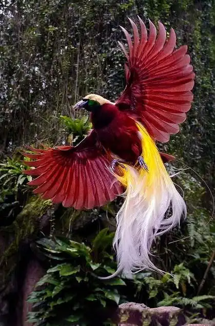 极乐鸟披着一身漂亮无比的彩色羽衣,它们是世界上最漂亮的鸟类