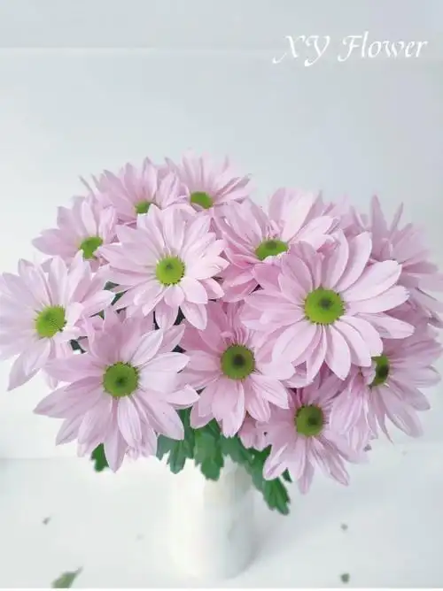 品种可约粉色三文鱼小雏菊10支其他备注两份发货商务用花