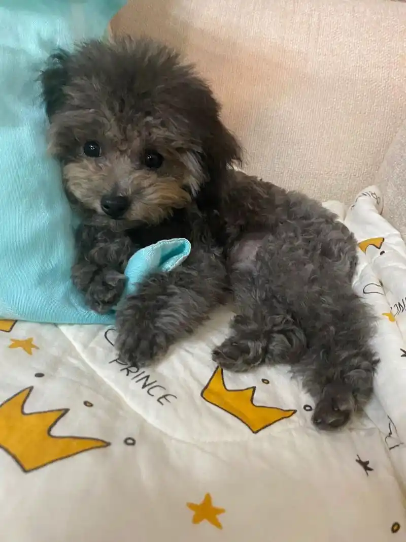 将近5个月的微小灰泰迪 体重记录2.4斤,刚洗完澡香香的