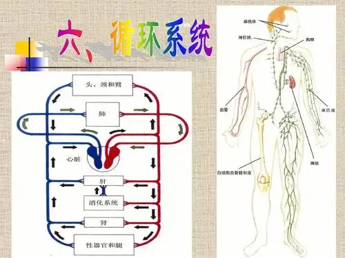 人体十大系统ppt