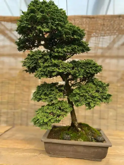 进口盆景津山桧石化桧连山桧四季常青