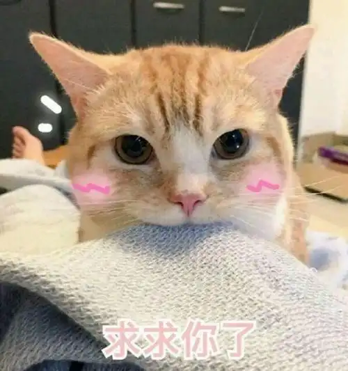 有一点秀逗的猫咪头像图片带字素材头像不是重点重点是图片上的文字