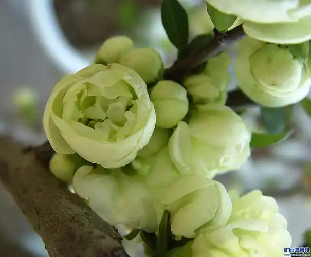 盆景海棠 绿宝石