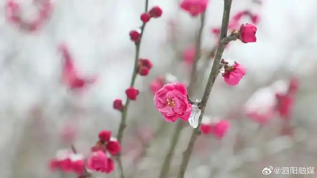 在银装素裹的世界里,泗水河公园的梅花悄然绽放,披上了"雪衣",雪中