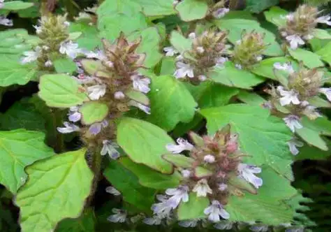 白毛夏枯草的功效与作用 有什么食用禁忌 夏枯草的功效与作用及食用