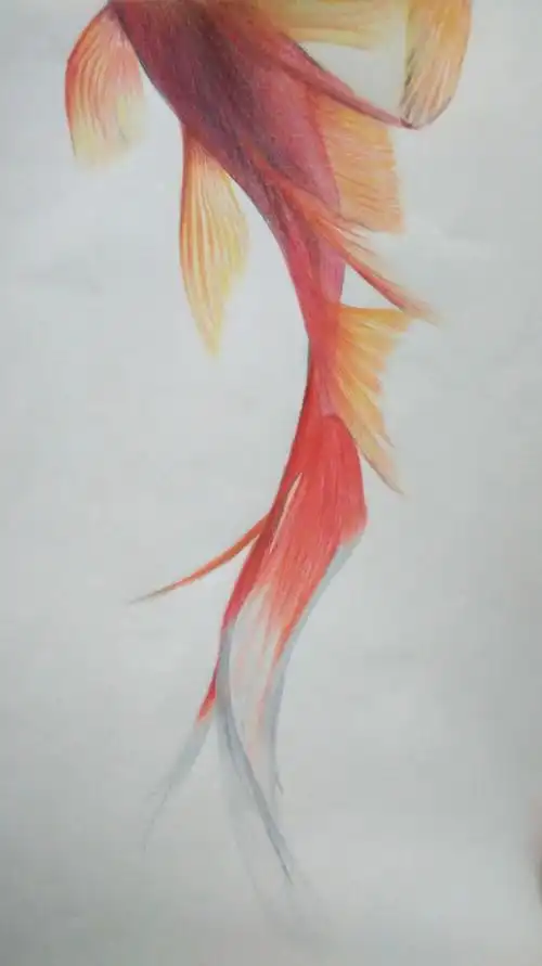 鱼……彩铅,是照着照片画的,算是绘画吧,… _ 图片网