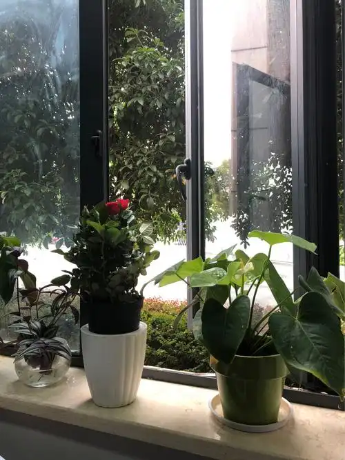 清晨,上班,一缕缕阳光照在窗台的绿草上,情大好,美美的一天开始了