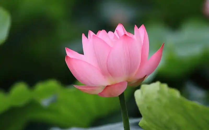 初夏美丽的荷花高清宽屏壁纸荷花夏季荷花美丽的荷花精美荷花湖水荷塘