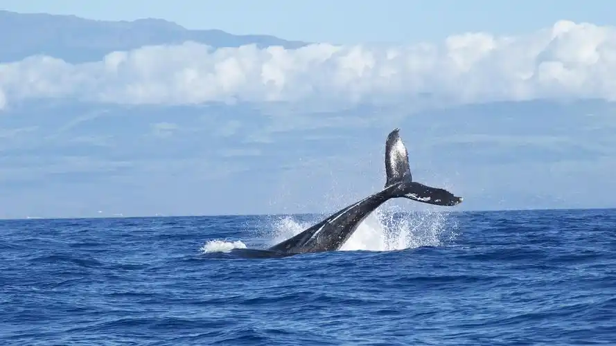 鲸鱼(动物静态壁纸) - 静态壁纸下载 - 元气壁纸