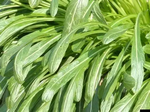 日本引进的特色菜无污染绿色天然蔬菜壬生菜(丸叶壬生菜)批发