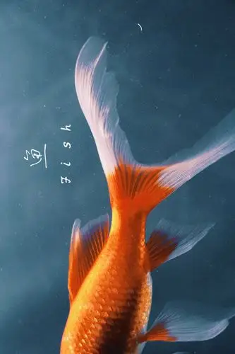 鱼- 堆糖,美图壁纸兴趣社区