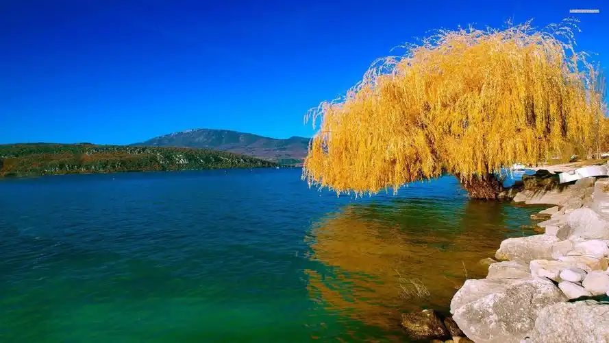 清新护眼绿色柳树高清桌面壁纸_风景壁纸_壁纸下载_美桌网