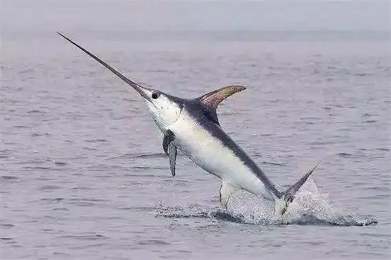 世界上最大的剑鱼 巨型剑鱼(身长4.1米体重310公斤)