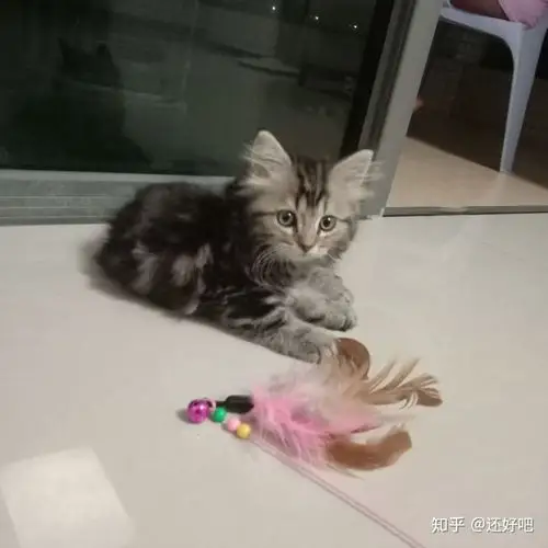 狸花和英短的串串是啥样的?