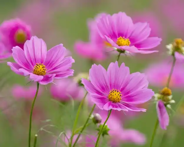 下载桌布 1280x1024 粉红色的花,波斯菊 桌面背景