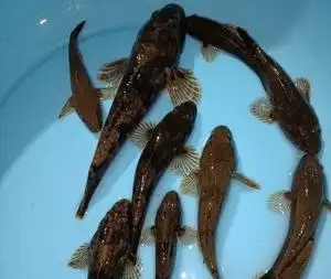 000人付款淘宝新鲜呆子鱼 笋壳鱼小河鱼塘鳢鱼沙塘鳢 土步 杀好发货