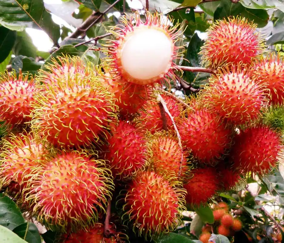 养生必备的四个养生水果,有益无害的那种!